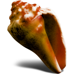 橙色贝壳