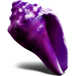 紫色贝壳