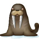 walrus 