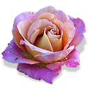 flowers_10 