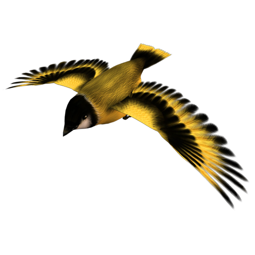 golden_finch_05 ˿ȸ