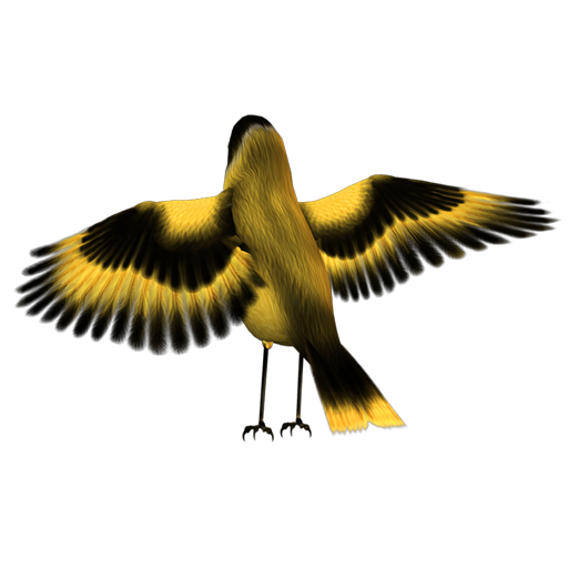 golden_finch_10 ˿ȸ