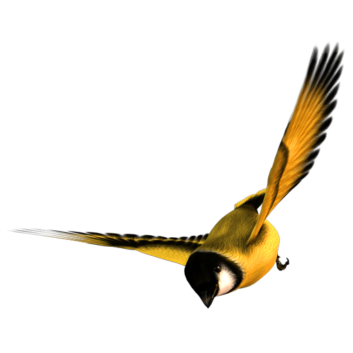 golden_finch_19 ˿ȸ