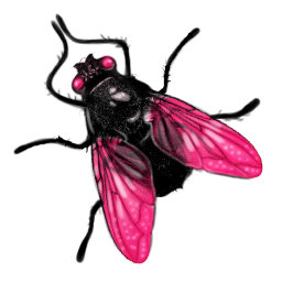 fly Ӭ