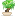 bonsai