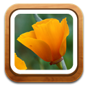 gallery-flower